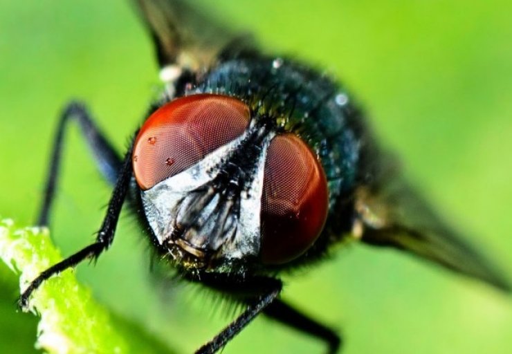 Οι μύγες νιώθουν φόβο και άλλα συναισθήματα