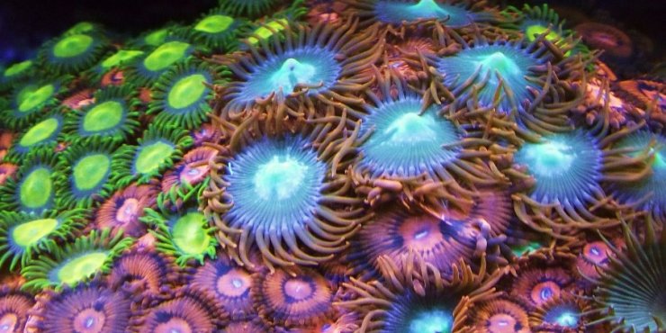 Τα κοράλλια πεθαίνουν απο τις χιλιάδες τόνους αντηλιακών 