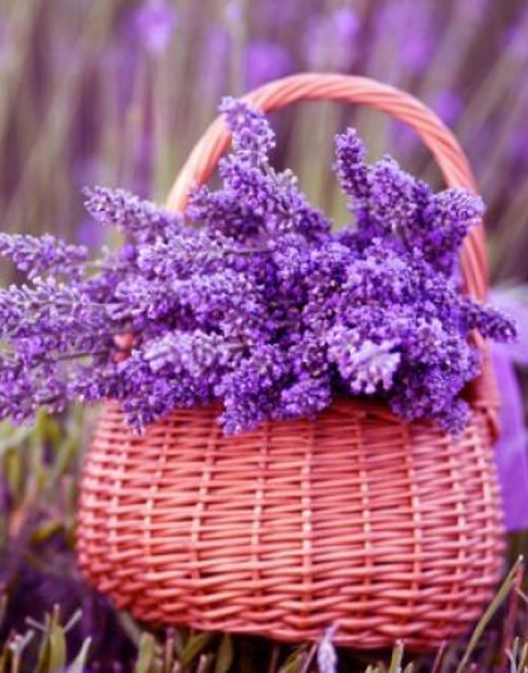 Οι Πλάτρες γιορτάζουν τη Λεβάντα, με ένα μοναδικό φεστιβάλ