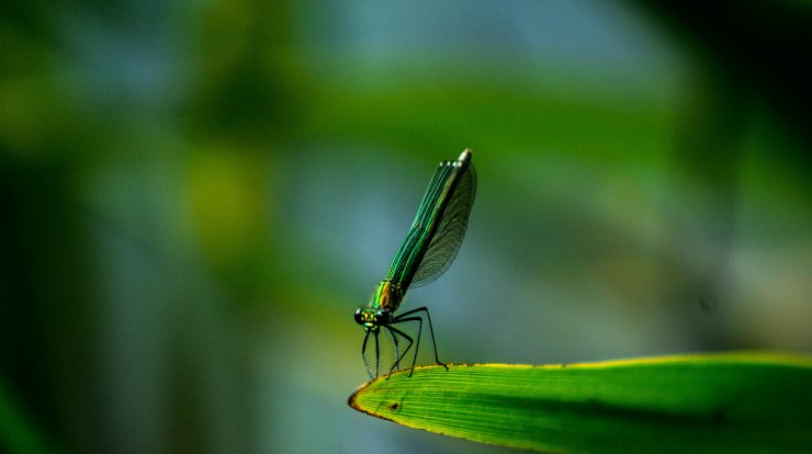 Κορωνοϊός: Μεταδίδεται από τα κουνούπια;