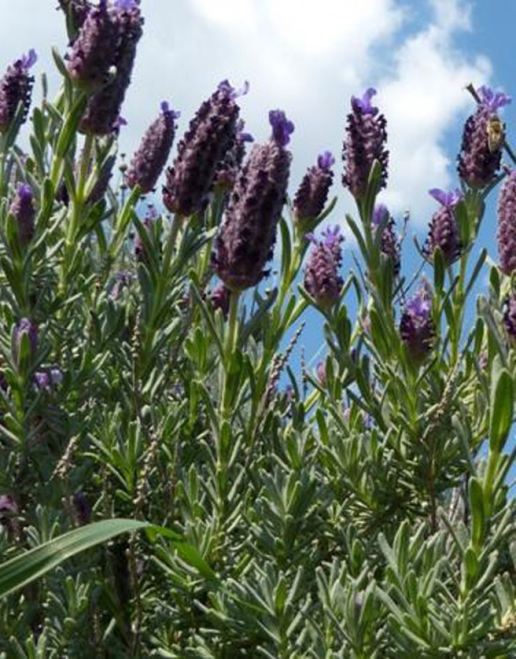 Έμαθες για το "1ο Φεστιβάλ Βότανα και Γαϊδουράκια";