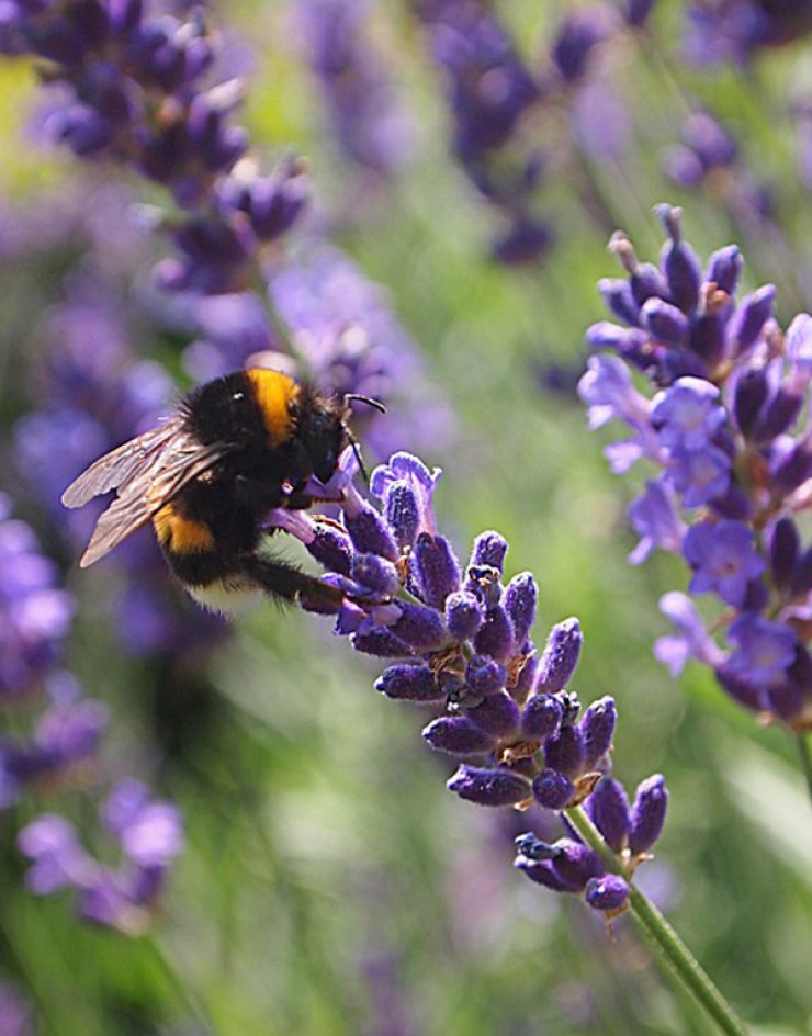 Οι Πλάτρες ετοιμάζονται για το 1ο Φεστιβάλ Λεβάντας 