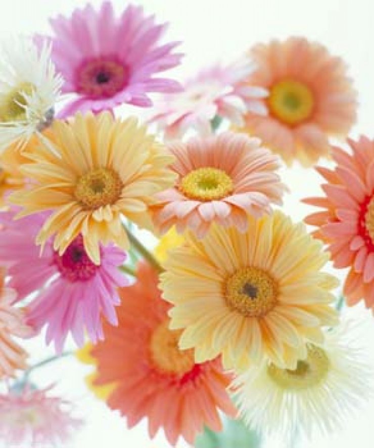 Τα λουλούδια του γάμου