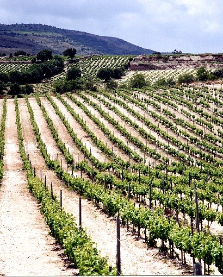 Στο Οινοποιείο Μαλλιάς