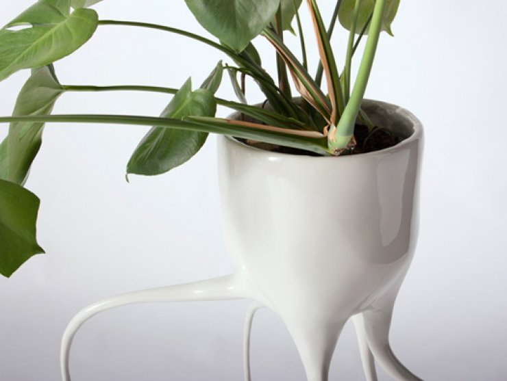 Γλάστρες Monstera