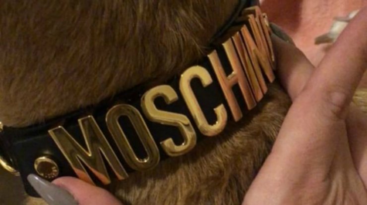 Απίστευτο! Δείτε πως φόρεσε επώνυμη Κύπρια αξεσουάρ του σκύλου της! [εικόνα & βίντεο]