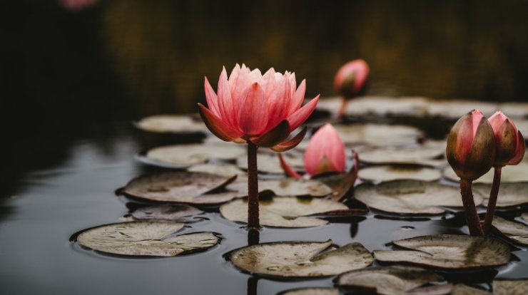 Εσύ το ήξερες πως υπάρχει στη Λευκωσία λίμνη με νούφαρα που μπορείς να επισκεφθείς; 