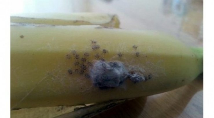 Αγόρασαν μπανάνες με τις πιο θανατηφόρες αράχνες του κόσμoυ