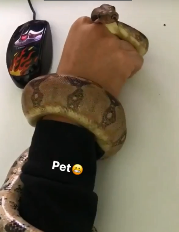 Απίστευτο! Επώνυμη Κύπρια έχει φίδι για pet!