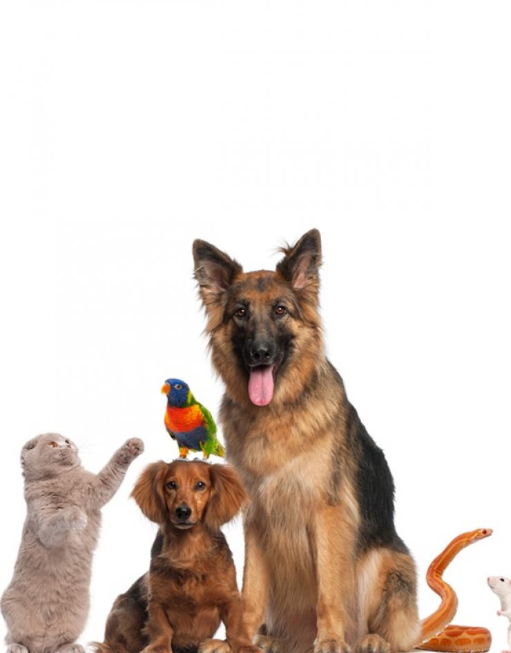 To Little Monsters Pet Center γίνεται 3 και το γιορτάζει 