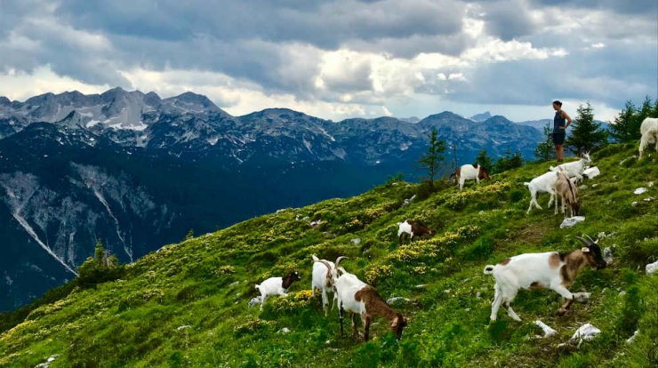 Ένα ακόμη δώρο της φύσης. Όλα όσα πρέπει να ξέρεις για το κατσικίσιο γάλα.