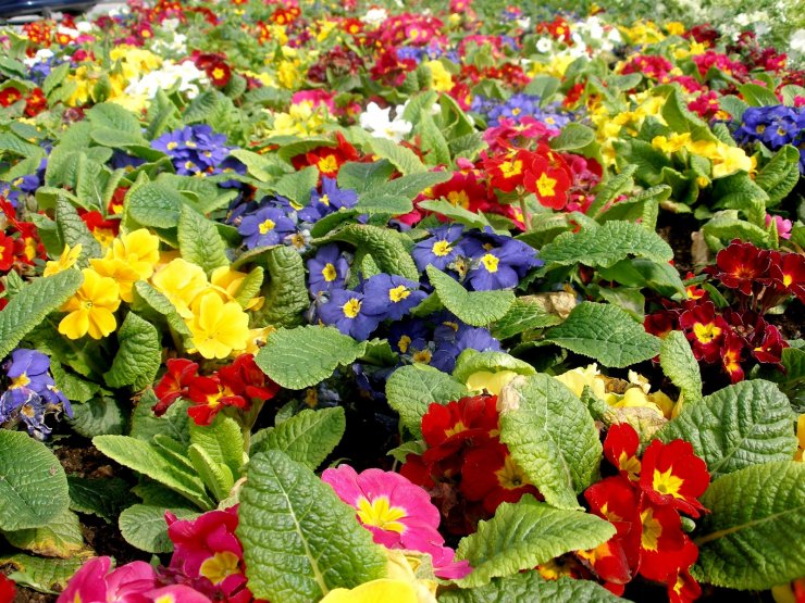 Στις 9 του μήνα η γιορτή των λουλουδιών [Ανθεστήρια στον Πρωταρά]