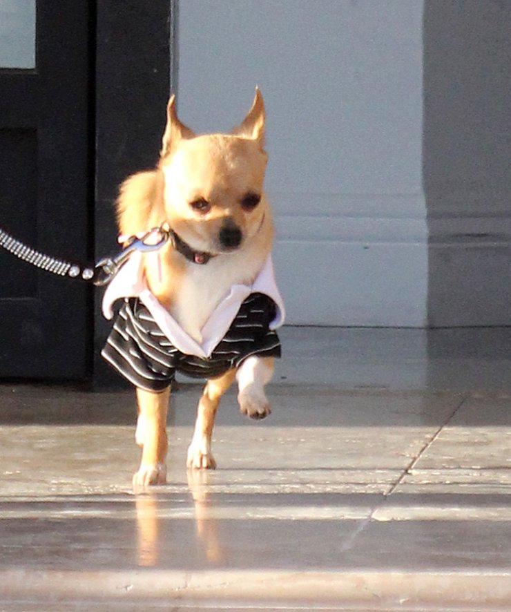 Σε ποιαν ανήκει αυτό το όμορφο σκυλάκι; [φωτογραφίες]