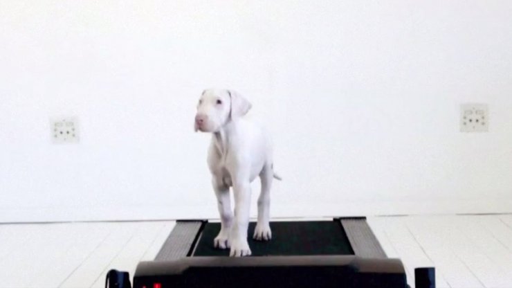 Δείτε το πιο συγκινητικό βίντεο με ένα άρρωστο σκυλάκι