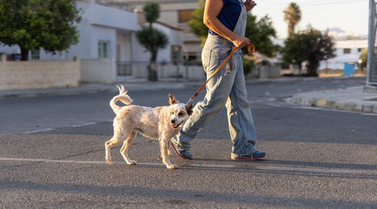 Οικολογικές συμβουλές για κατοικίδια!
