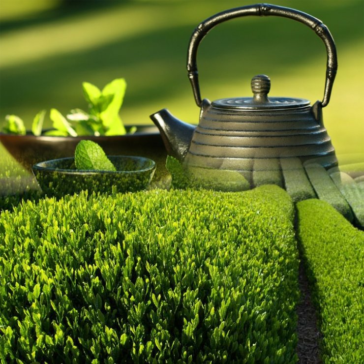 Πράσινο τσάι: Ο καλύτερος σύμμαχος στη δίαιτα σας