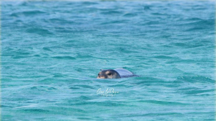 Η αναπάντεχη έκπληξη κοντά σε παραλία του Πρωταρά! 