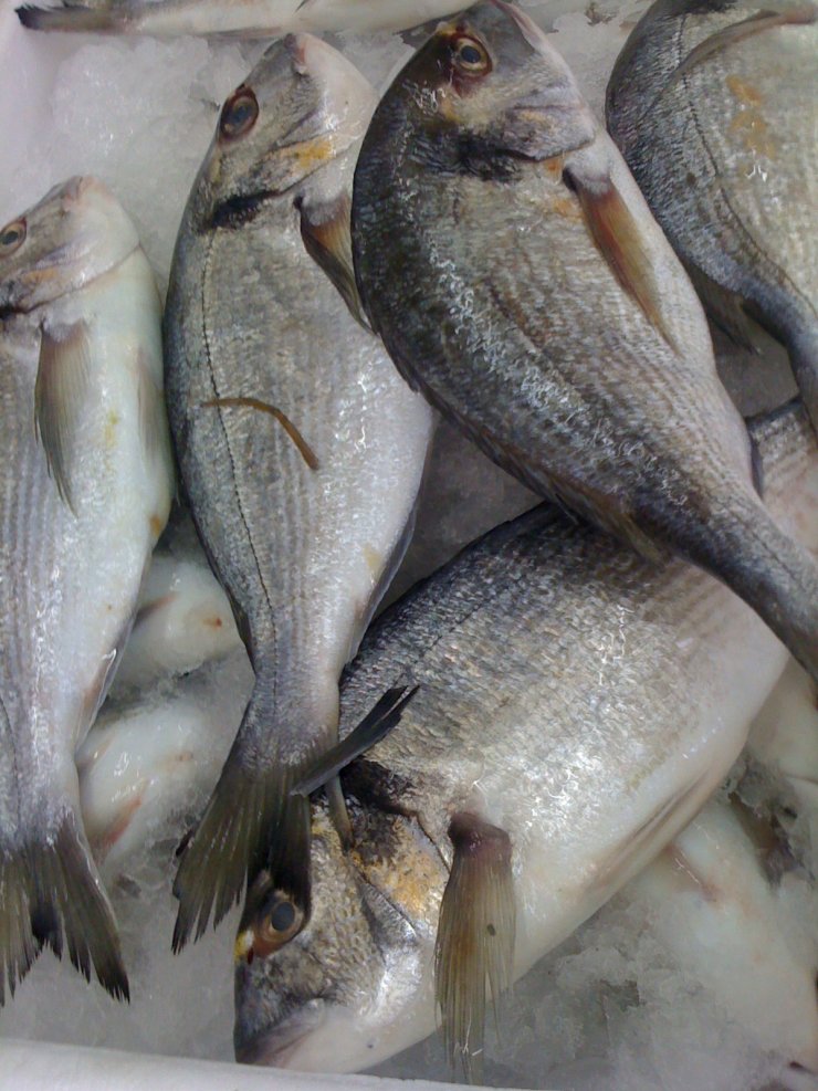 Πήγε για τσιπούρες και ψάρεψε …σφαίρες!