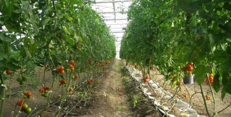 Rivelrand Dairy Bio Farm