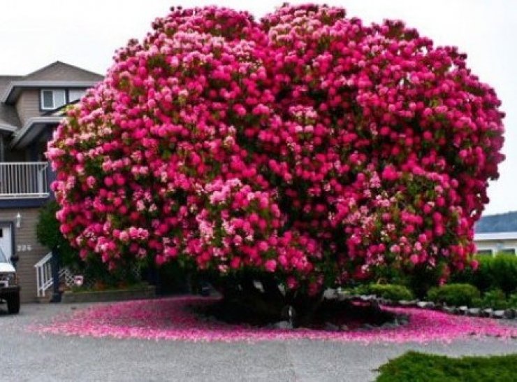 Εκπληκτικό ροδόδεντρο ετών 125