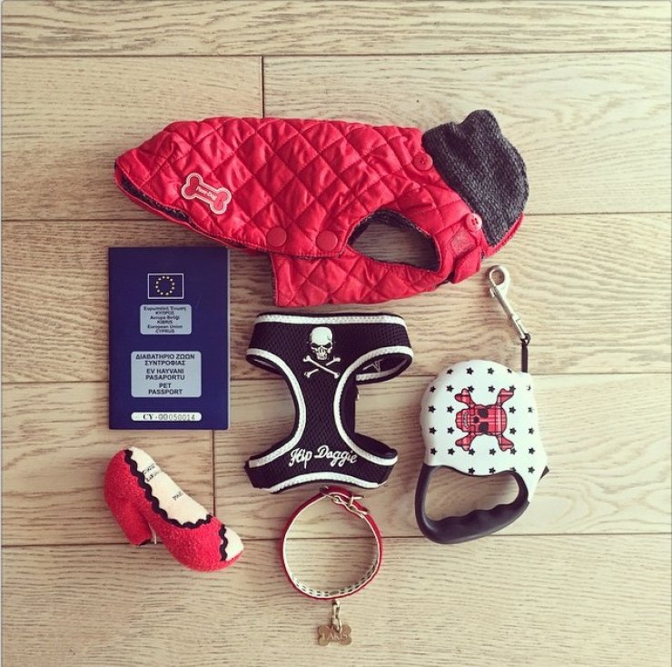 Όλα έτοιμα για το ταξίδι επώνυμης Κύπριας και του κατοικίδιου της