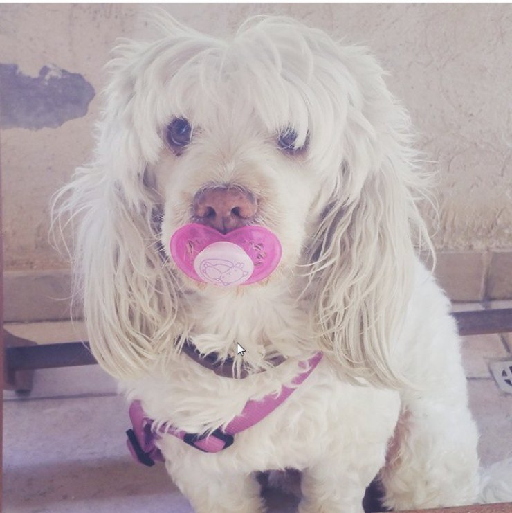 Ποιας επώνυμης Κύπριας το σκυλάκι έβαλε στο στόμα την πιπίλα της κόρης της