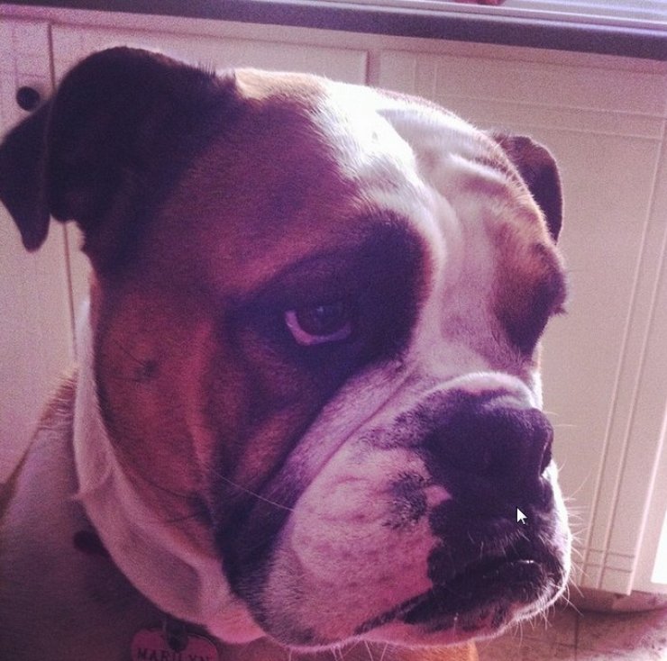 Γιατί "κατσούφιασε" ο σκύλος γνωστού Κύπριου ποδοσφαιριστή;