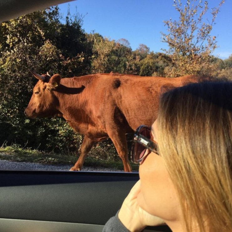 Επώνυμη Κύπρια συνάντησε ταύρο στο δρόμο 