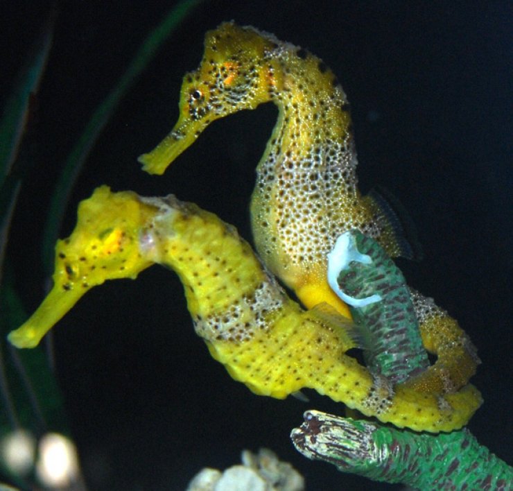 Ο μοναδικός μπαμπάς στον κόσμο που γεννάει τα παιδιά του