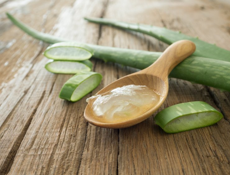 Aloe Vera: Το εξωτικό παχύφυτο με τις φαρμακευτικές ιδιότητες!