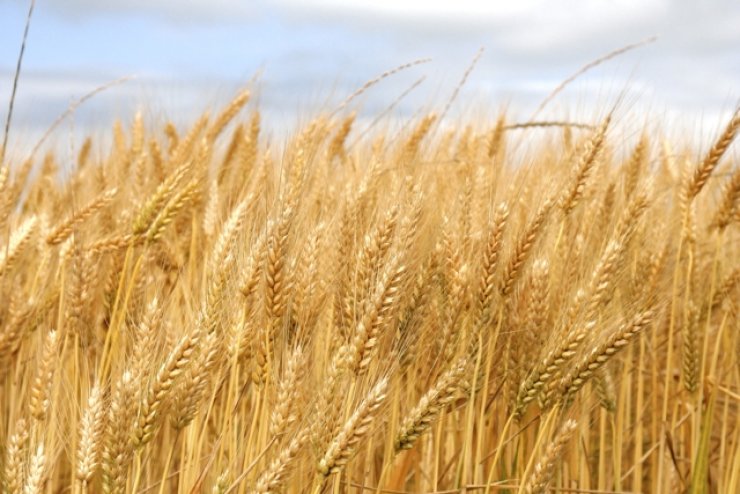 Στα δημητριακά κρύβεται το μυστικό της μακροζωίας