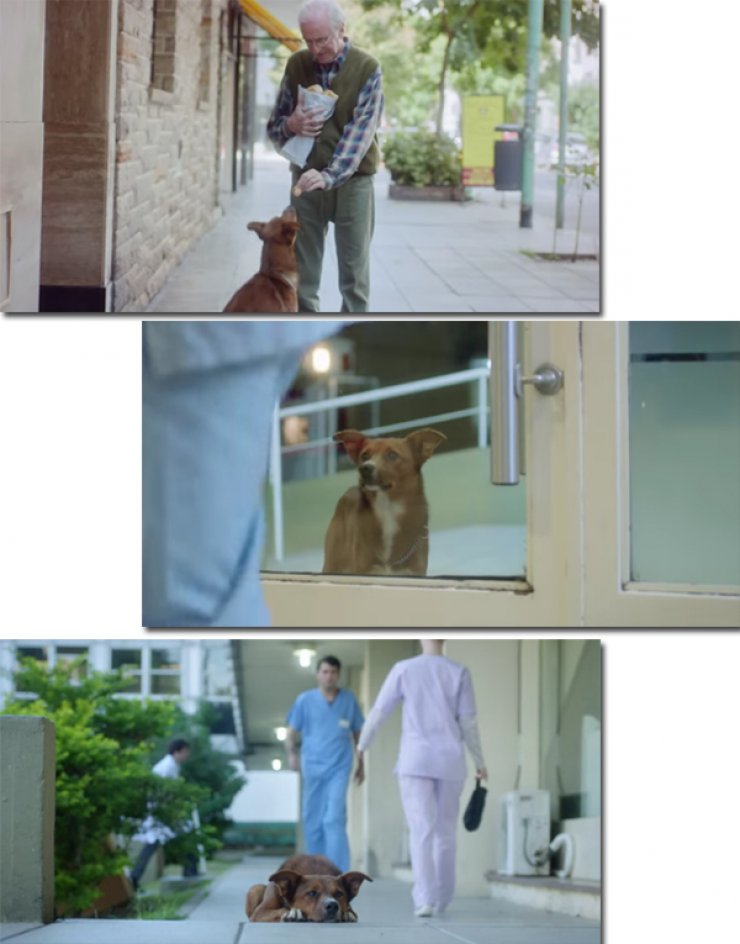 Η αγάπη και η αφοσίωση ενός σκύλου που θα σας κάνει να δακρύσετε! [βίντεο]