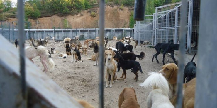 Ιδιοκτήτης θανάτωσε 17 σκύλους - 100 ευρώ και 4 μήνες φυλακή 