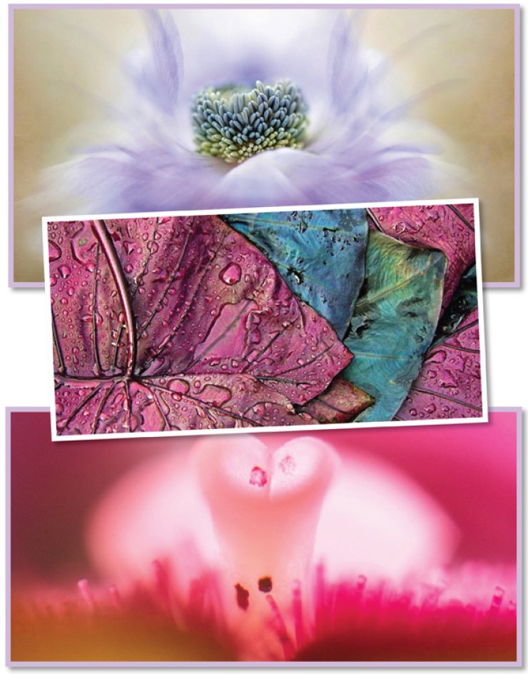 International Garden Photographer of the Year