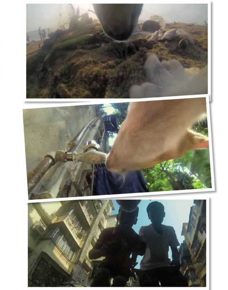 Η αδέσποτη ζωή από τα μάτια ενός σκύλου! [βίντεο]