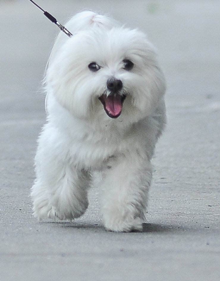 Σε ποιαν διάσημη ανήκει αυτό χαριτωμένο σκυλάκι; [εικόνες]