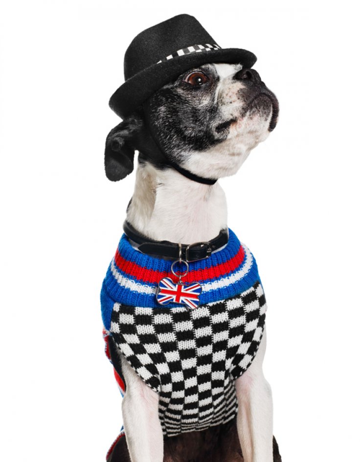 Η πασίγνωστη τραγουδίστρια που σχεδιάζει ρούχα για...σκύλους [εικόνες]