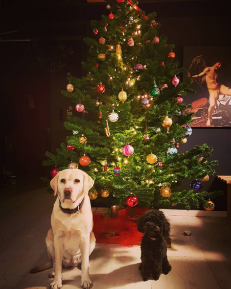 Το χριστουγεννιάτικο δέντρο λαμπερού ζευγαριού της ελληνικής showbiz!