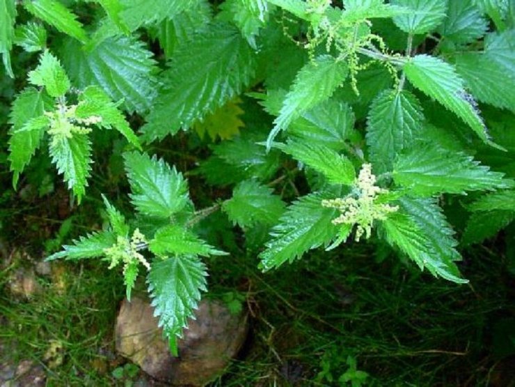 Η άγνωστη τσουκνίδα και οι θεραπευτικές της ιδιότητες