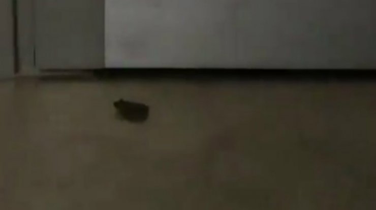 Απίστευτο κι όμως συνέβη! Μπήκε βάτραχος στο σπίτι επώνυμης Κύπριας κατά τη διάρκεια της βροχής! [βίντεο]