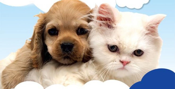 Θες έναν τετράποδο φίλο; [ημέρα υιοθεσίας]