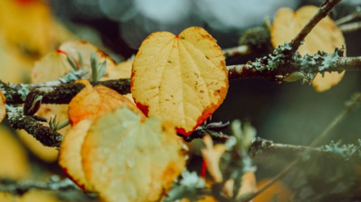 Τι προβλέπουν τα ζώδια για την Κυριακή 13 Οκτωβρίου 2019;