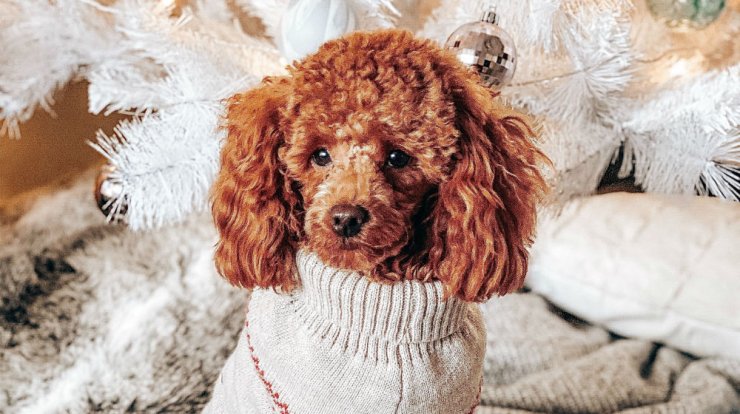 Τι προβλέπουν τα ζώδια για την Τρίτη 15 Δεκεμβρίου 2020;