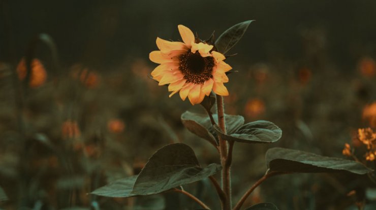 Τι προβλέπουν τα ζώδια για την Κυριακή 18 Οκτωβρίου 2020; 