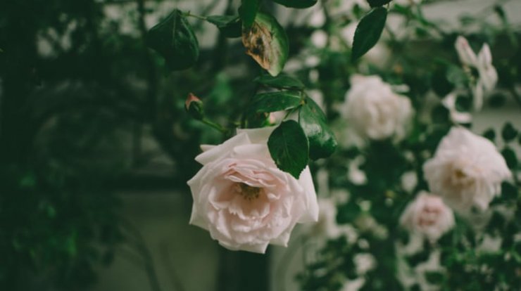 Τι προβλέπουν τα ζώδια για την Τετάρτη 17 Ιουλίου 2019;