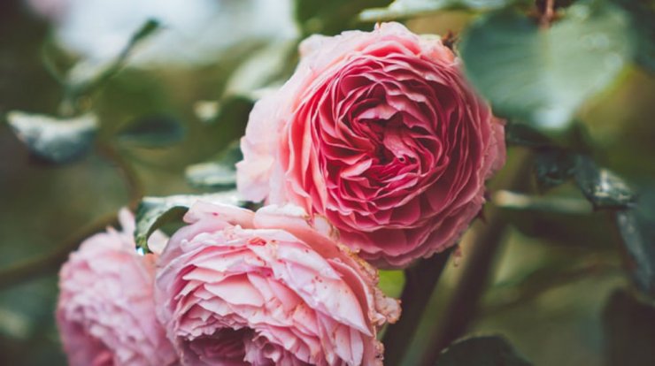 Τι προβλέπουν τα ζώδια για την Τετάρτη 2 Οκτωβρίου 2019;