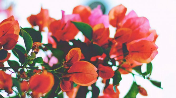 Τι προβλέπουν τα ζώδια για την Παρασκευή 15 Νοεμβρίου 2019;