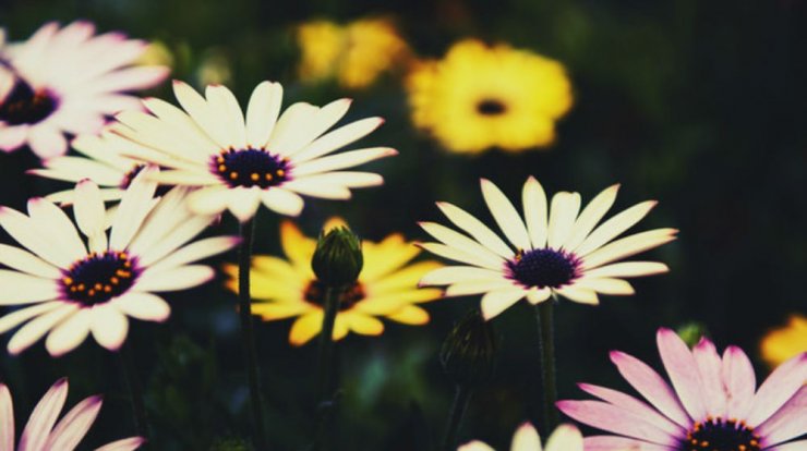 Τι προβλέπουν τα ζώδια για την Τετάρτη 24 Απριλίου 2019;